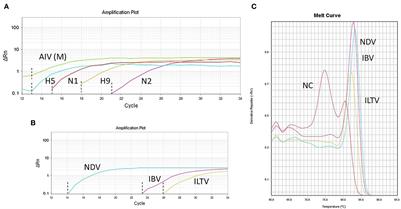 Investigation of respiratory disease outbreaks of poultry in Bangladesh using two real-time PCR-based simultaneous detection assays